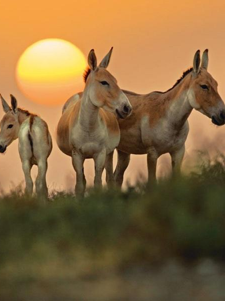 Wild Ass Sanctuary – LRK